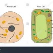 Animal And Plant Cells Diagram Blank : 15 Plant And Animal Cells Worksheet / Animal and plant cells diagram blank.