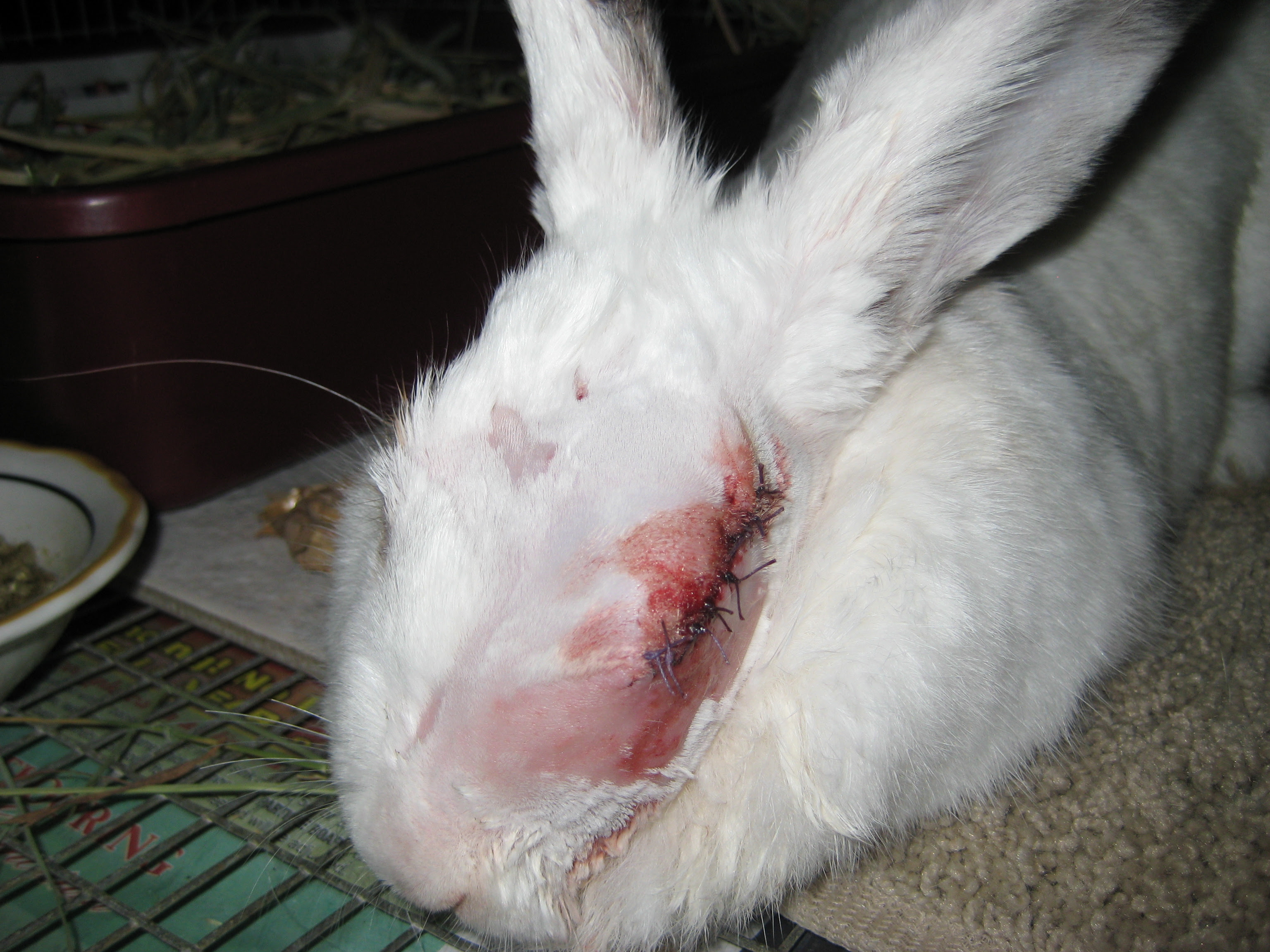 These rabbits are trained and groomed to be show quality. Deadly Combination Rabbits With Other Pets The Bunny Guy Blogs On House Rabbits