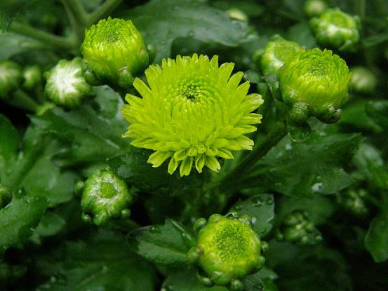 美しい花の画像 ベスト緑色 花