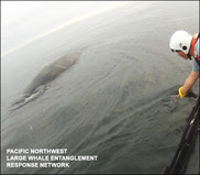 Freeing humpback whale
