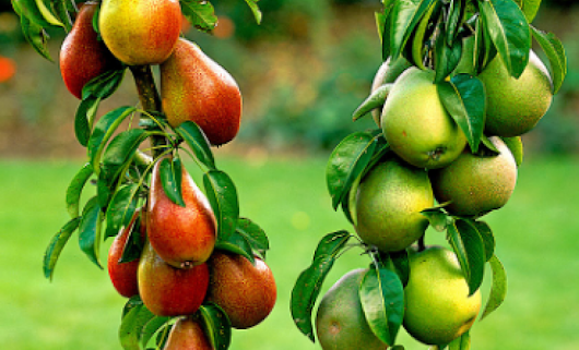 Многосортовые фруктовые деревья в саду: как самостоятельно вырастить дерево-сад