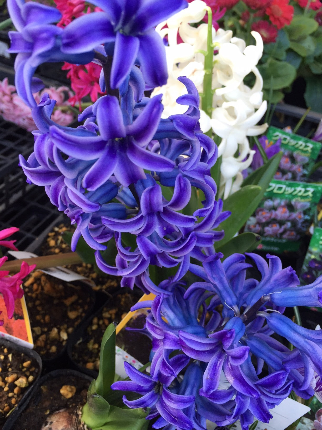最新のhdヒヤシンス 花 言葉 すべての美しい花の画像