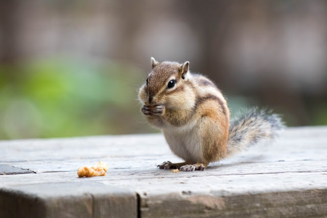 かわいいディズニー画像 無料印刷可能シマリス りす イラスト かわいい