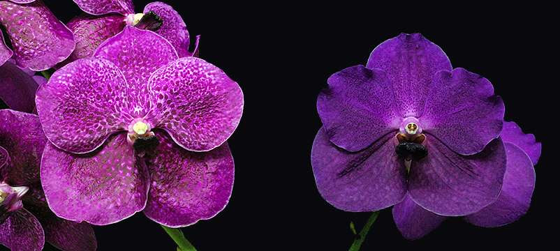 Orchid supplies including orchid bark potting mixes, orchid pots, t5 fluorescent grow lights, humidity trays, and orchid growing supplies. Rf Orchids