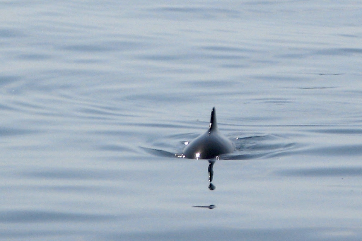 Hauptattraktion ist das 17,5 m lange skelett eines 1997 gestrandeten pottwals. Schweinswale Cetacea De