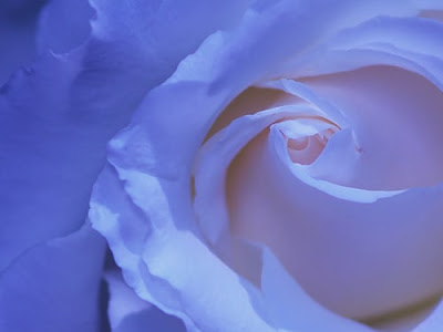 √70以上 美しい花 おしゃれ 青い 薔薇 壁紙 317810