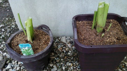 すべての美しい花の画像 最高のカラー の 植え 替え