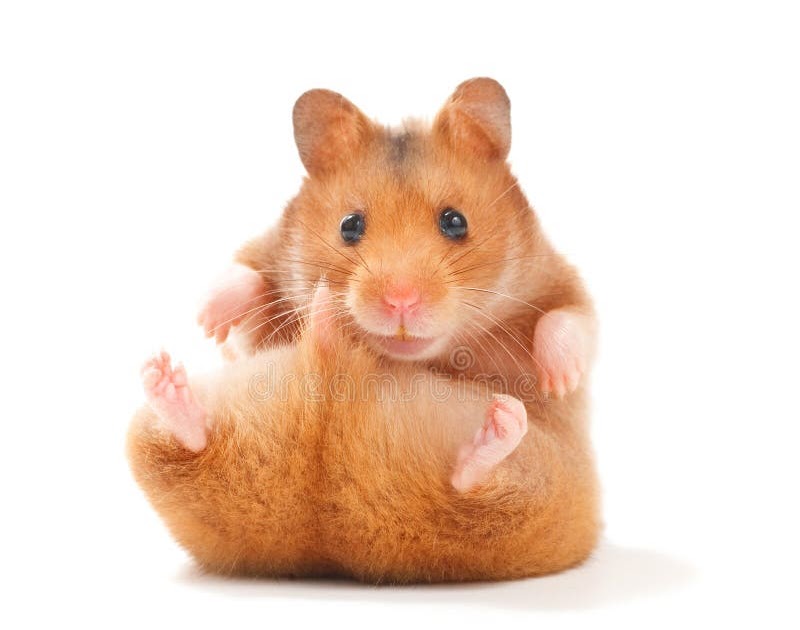 Hamster Picture 835 1000 Jpg Mechanochemical Evolution Of The Giant Muscle Protein Titin As Inferred From Resurrected Proteins Nature Structural Molecular Biology A Wide Variety Of Hamster Picture Options Are Available To You Such As There Are 490