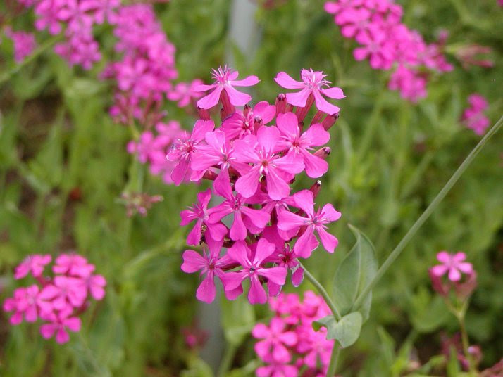最高の春の花 ピンク 小さい 美しい花の画像
