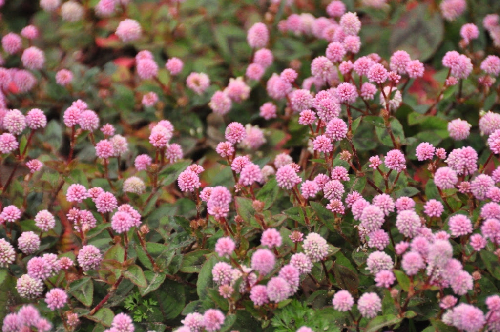 ベスト雑草 ピンク の 小さい 花 最高の花の画像
