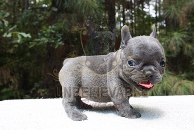 French Bulldogs For Sale In Iowa Petfinder