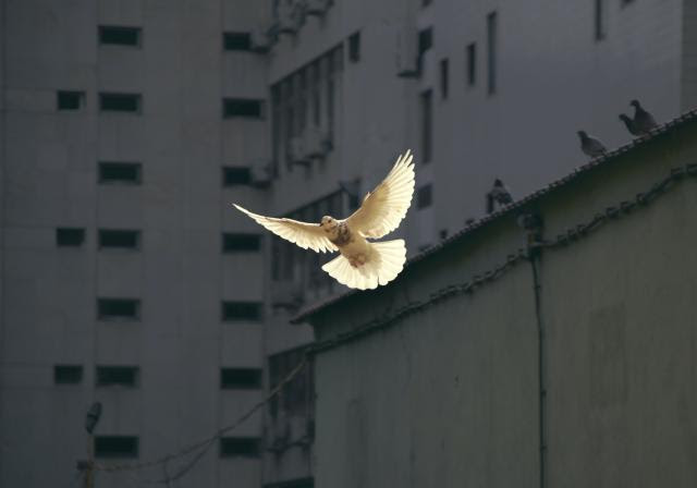 Peace dove flying 