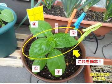 Apictnyohsqoz 50 ひまわり 摘心 ひまわり 摘心