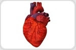 Scientists 3D print full-scale functioning heart components for the first time