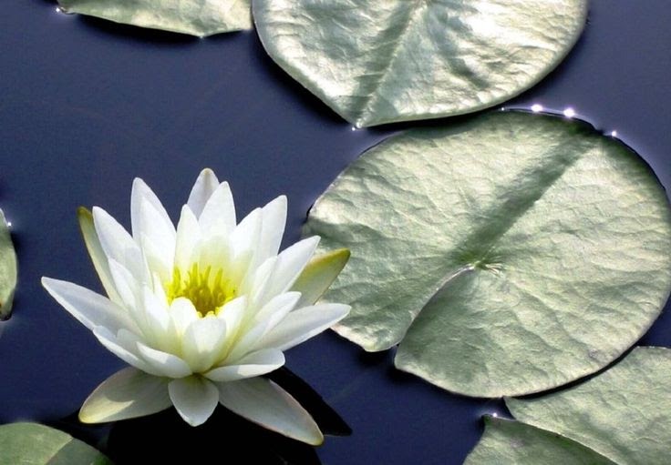 30 Gambar  Bunga  Lotus  Putih Inspirasi Spesial 