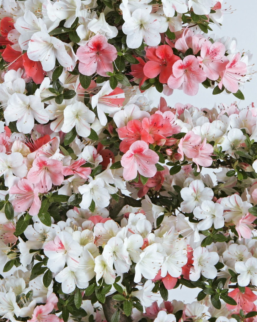 これまでで最高のさつき の 種類 最高の花の画像