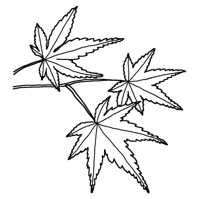 綺麗な紅葉 イラスト 白黒 ディズニー画像のすべて