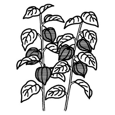 ほおずき イラスト 無料 1415 ほおずき イラスト 無料
