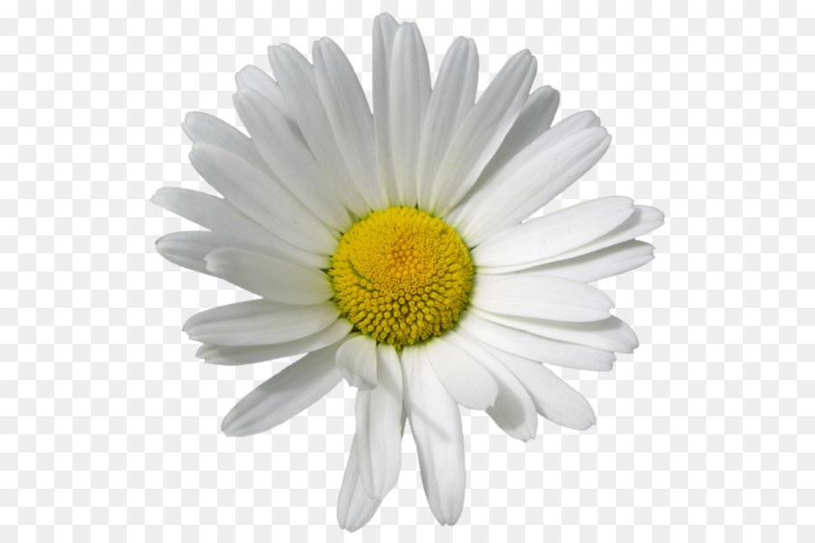 Paling Populer 22+ Gambar Daisy Flower - Gambar Bunga HD