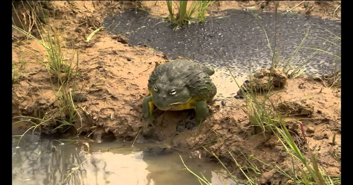 Bullfrog Dad Protects His Tadpoles Game Wave Fr - survive the killersroblox axew325ryan