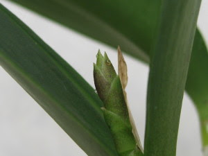 ダウンロード済み カトレア 花芽 乾いた壁