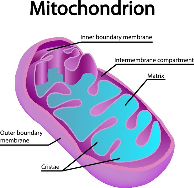 We did not find results for: Mitochondrion And Cristae The Inner Workings Of An Animal Cell