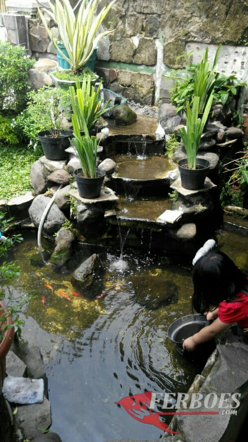 Sedangkan yang indoor bisa jadi lebih murah karena ukurannya banyak yang lebih kecil dari kolam ikan outdoor. Punya Kolam Bagusnya Di Isi Ikan Apa Ferboes Com