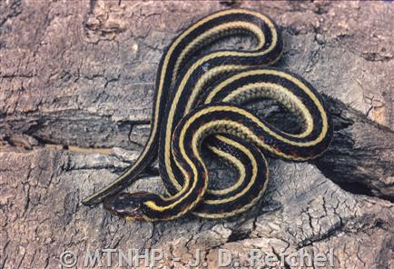 It's not harmful and it eats the pests that eats. Common Gartersnake Montana Field Guide