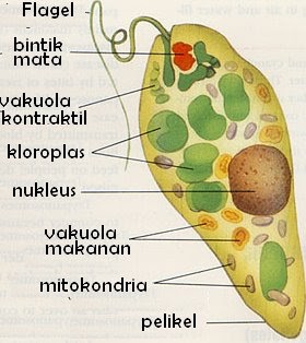 Contoh Makanan Hewan  Invertebrata  Kimcil I