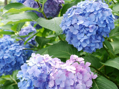 上 iphone 壁紙 ハート の 紫陽花 待ち受け 252921