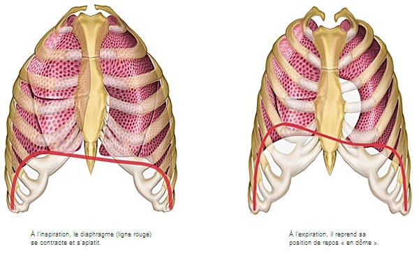 Respiratory Failure Copd Pathophysiology - Hirup a