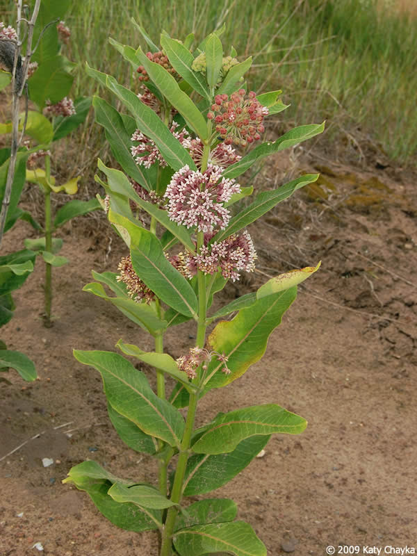 I have put amazement in the hearts of many by having them take a sniff. Asclepias Syriaca Common Milkweed Minnesota Wildflowers