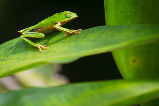 A waxy monkey leaf frog in the Manu national park. The park has one of the highest levels of biodiversity of any park in the world, with more than 200 varieties of trees per hectare.