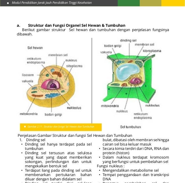 Gambar Struktur Sel Hewan Dan Tumbuhan Berbagai Struktur