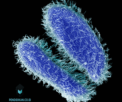 60 Koleksi Contoh  Hewan Protozoa  Beserta Gambar Terbaru 