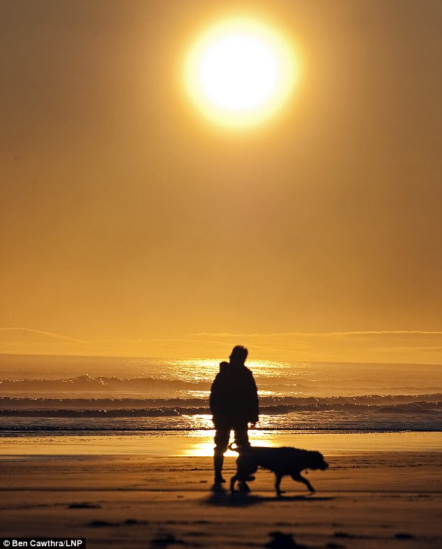 Golden hello: The rising sun greets a dog walker on Bamburgh Beech