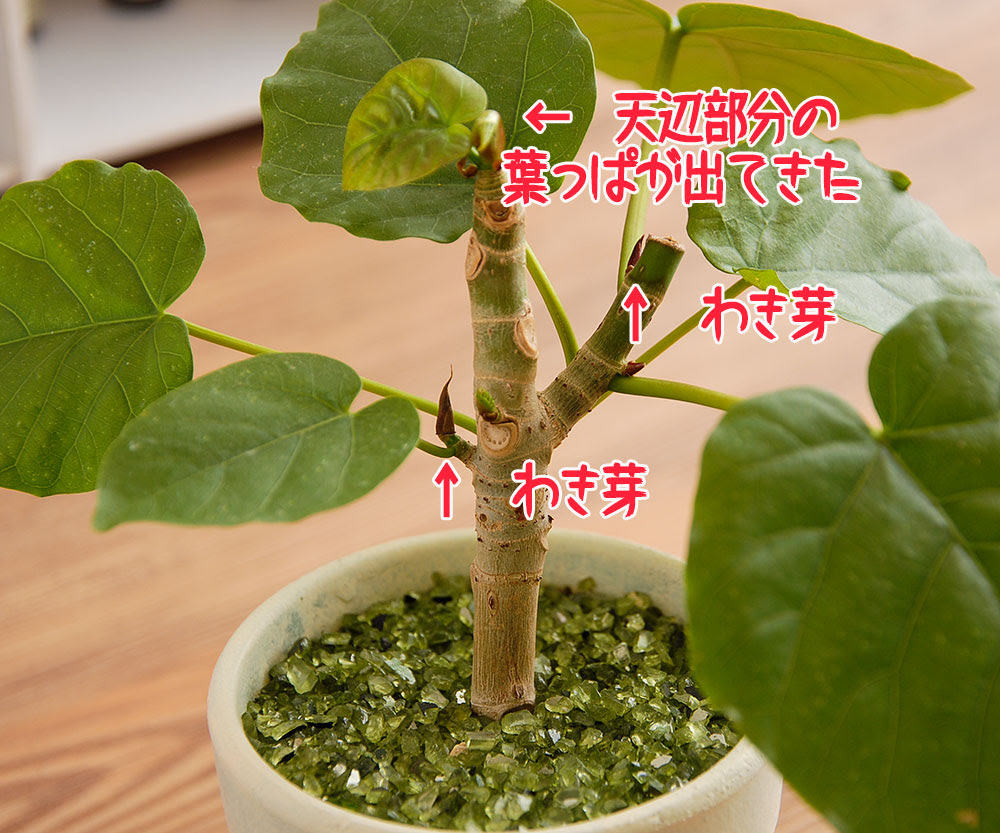 すべての美しい花の画像 最新ウンベラータ 剪定 の 仕方