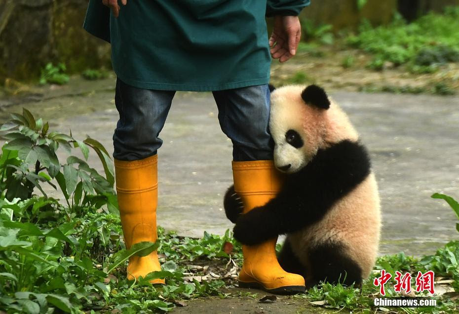 すべての動物画像 最新パンダ 飼育員 しがみつく