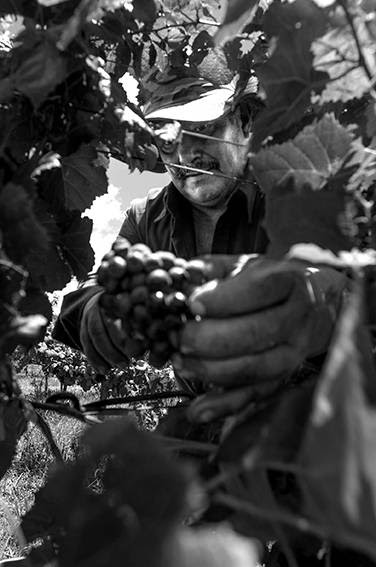 Trabajador contratado, que cosecha a destajo, durante la cosecha de uva tannat en el viñedo de Calvinor en Bella Unión. / Foto: Sandro Pereyra 