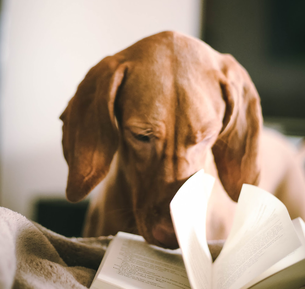 Photo of a dog turning the pages of a book with his nose.