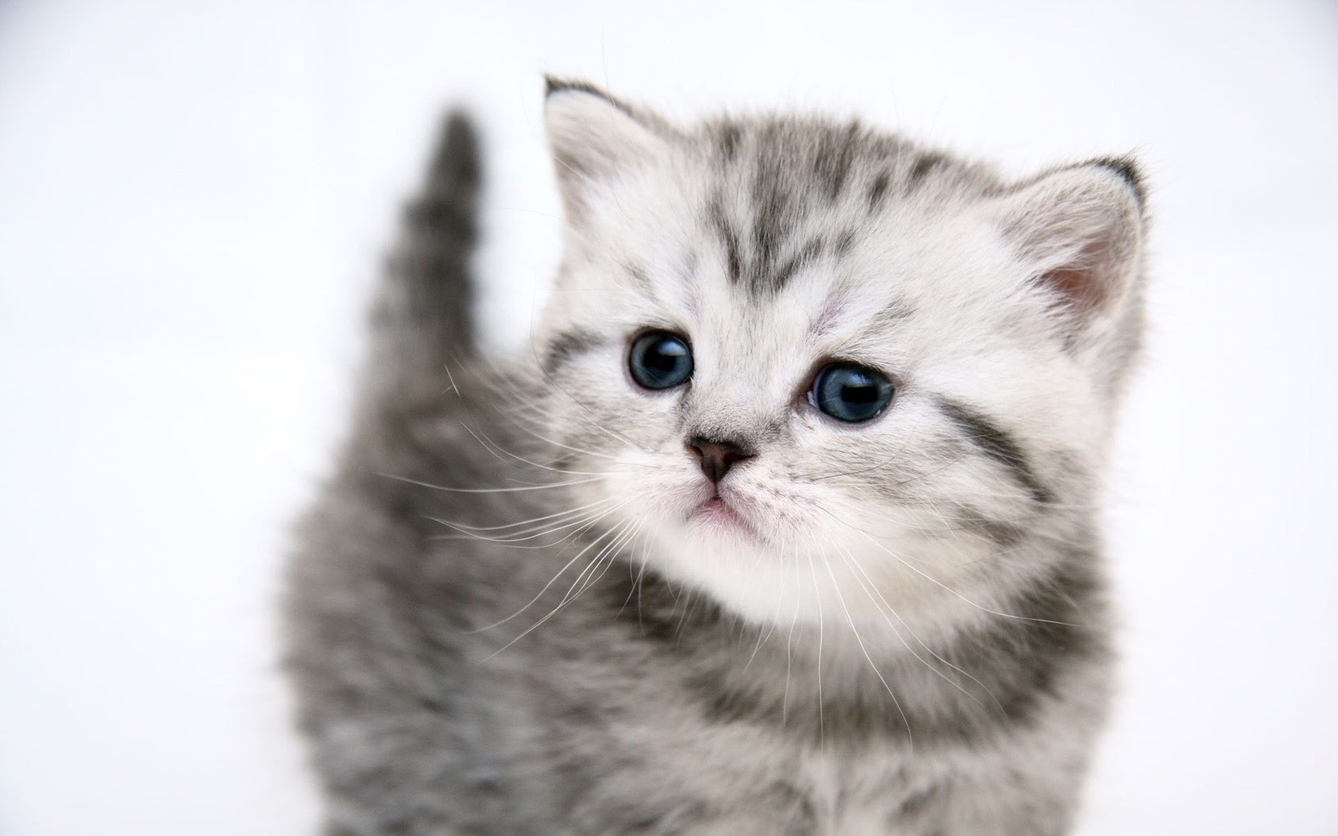 すべての花の画像 最高の猫 壁紙 ダウンロード