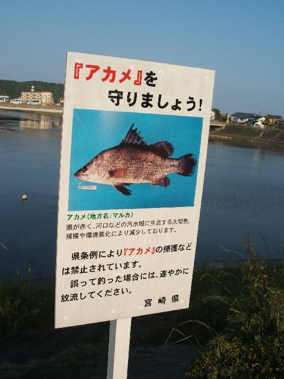 宮崎 アカメ 宮崎 アカメ 禁止