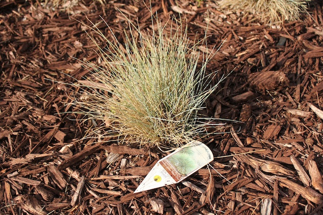 Calamagrostis x acutiflora 'karl foerster'. The Trouble With Blue Fescue Jendog