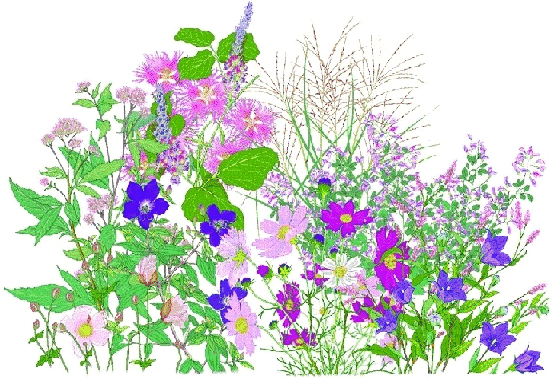 秋の花 イラスト 9954 秋の花 イラスト画像 Muryospot