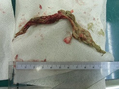 イメージカタログ 新しい 犬 ビニール 誤飲