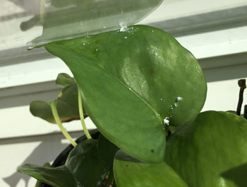 元の観葉 植物 白い 虫 最高の花の画像