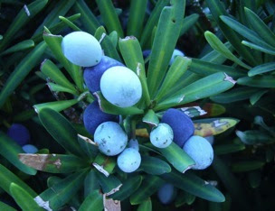 Maybe you would like to learn more about one of these? Podocarpus Macrophyllus Eat The Weeds And Other Things Too