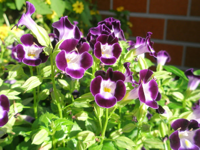 すべての美しい花の画像 最高のトレニア 花