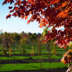 We did not find results for: Tree Information Manotick Tree Movers Inc