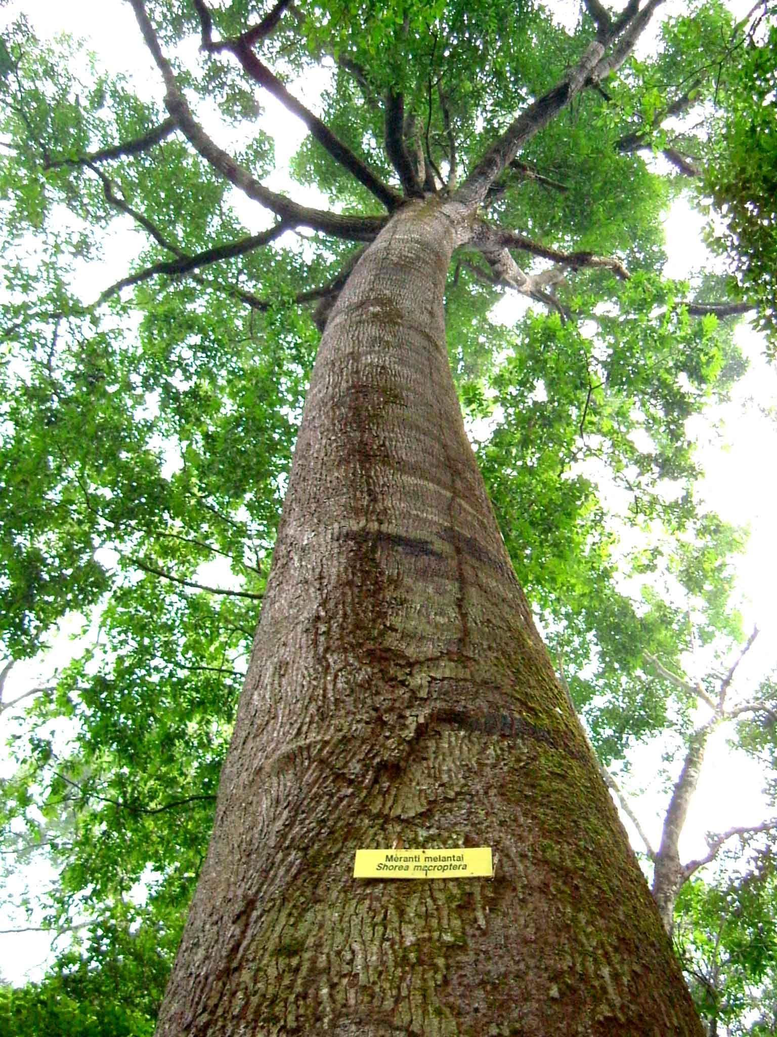 Pohon Meranti  Taksonomi Ciri Kayu Jenis dan Ancaman 